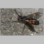Mintho rufiventris - Raupenfliege 01.jpg